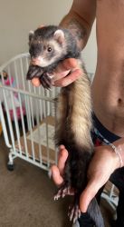 Ferrets for Sale