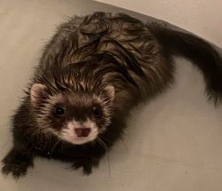 Brother & Sister Ferrets for Sale
