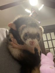 Ferret for sale.