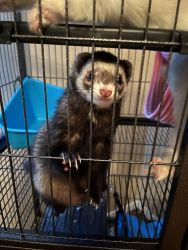 2 Ferrets and Cage for sale