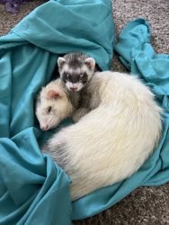 Two Ferrets (male and female)