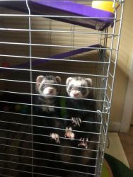 2 Ferrets for sale