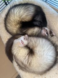 Paired Ferrets