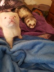 Rehoming My Ferrets