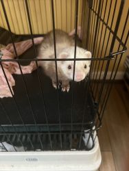 2 Marshall Ferrets with all supplies