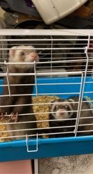 Two ferrets for sale together.
