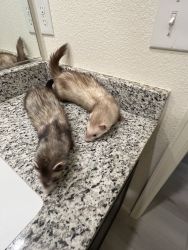 Giving away 2 ferrets