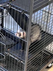 Male Neutered Ferret for Sale with NEW UNUSED cage