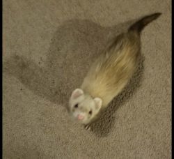 3 Healthy and Happy Ferrets For Sale