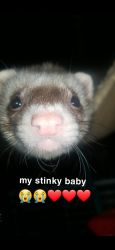 2 year old male ferret and 3 story cage tons of accessories