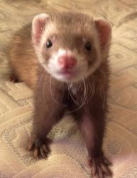 Loving ferret