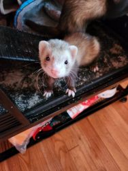 Male 5 months and female ferret