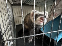 2 ferrets for sale
