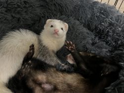Ferrets For Sale
