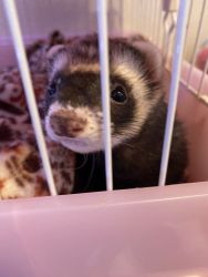 Male ferret for sale