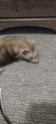 FERRET IN NEED OF A NEW HOME