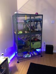 Ferrets and cage
