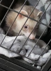 Male ferret for sale