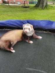5 month old ferret