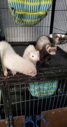 3 Marshall Ferrets and Cage