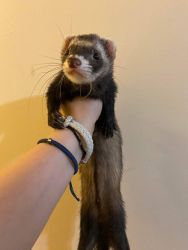 4 ferrets for sale!