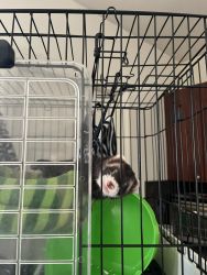 2 Ferrets and all supplies listed price negotiable