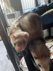 2 Ferrets for sale b