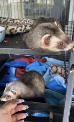 2 ferrets need a new home.