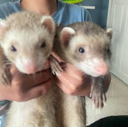 Two ferrets plus everything else needed