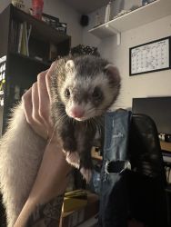 2 male ferrets and cage
