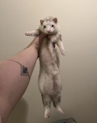 Three month ferret for sale