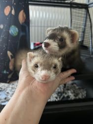 Two male ferrets looking for a new home
