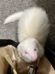Rehoming A Sweet Ferret