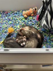 Two Female Ferrets for Re-Homing