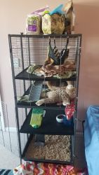 2 ferrets, cage and accessories for sale