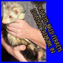 Privately bred ferrets