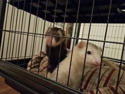 2 bonded neutered ferrets