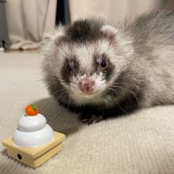 Well Trained Male & Female Ferret For Sale Now