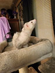 Need to Rehome 4 Ferrets