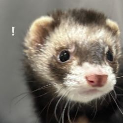 Outstanding Ferrets For Sale