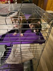 2 Ferrets, Cage, and accessories