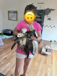 4 young bonded ferrets for sale