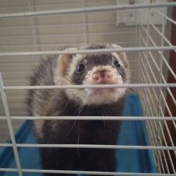 Ferret for sale to good home