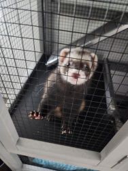 2 female ferrets for sale