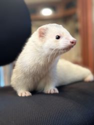 #xxx xxx56 00 beautiful ferrets all vaccinated and distempered
