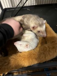 2 Male Ferrets and Cage