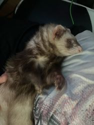 2 female ferrets $300 includes cage