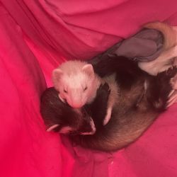2 ferrets looking to be re homed