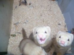 Adorable Ferrets for a caring Home