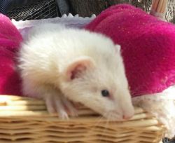 male and female ferret babies available